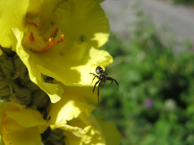 Synema globosum